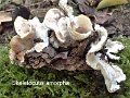 Skeletocutis amorpha-amf2209